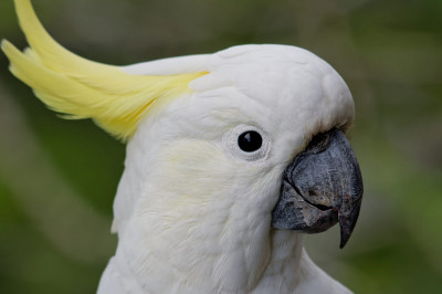 Настырный Кеша 