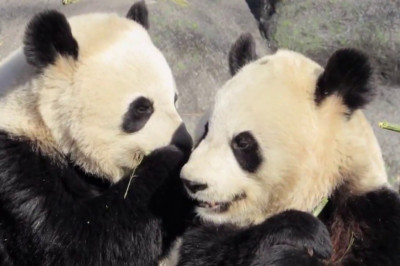 Мамина еда вкуснее 