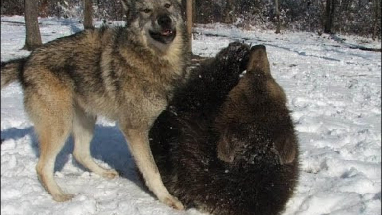 Мишка Винни вышел из спячки 