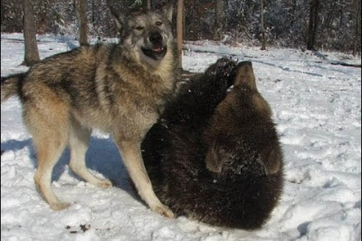 Мишка Винни вышел из спячки 