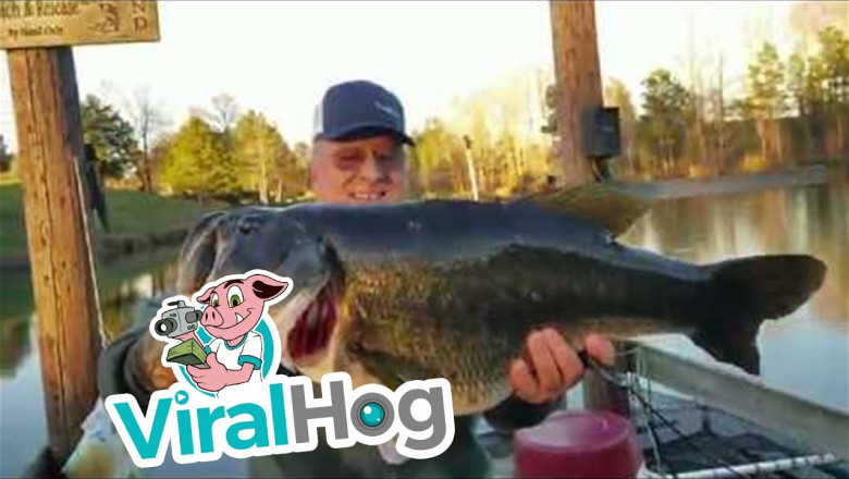 8 -ми килограммовый окунь , пойманный голыми руками 