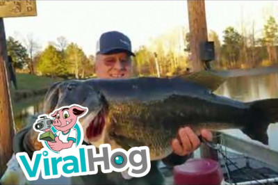 8 -ми килограммовый окунь , пойманный голыми руками 