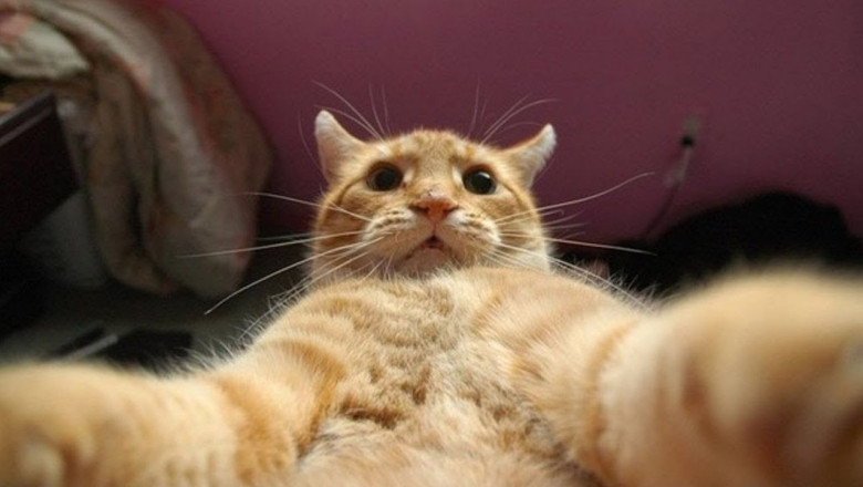 Смешные коты и другие животные 