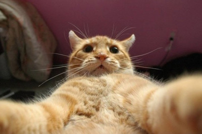 Смешные коты и другие животные 