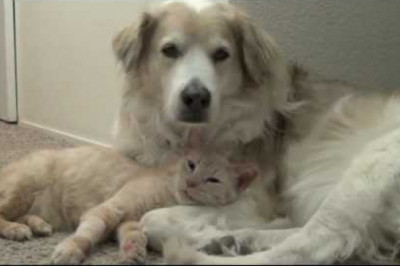 Дружба попугая с собакой .