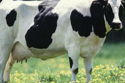 Совещание с изюминкой