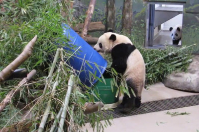 Семейная пара панд 