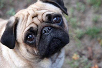 Как ругаются мопсы