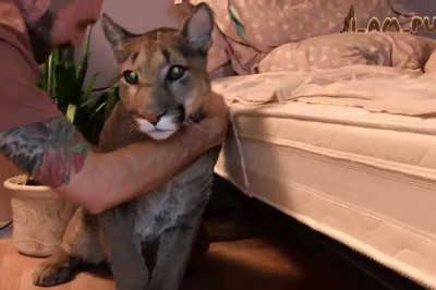 Красавчик Месси 