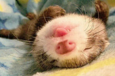 Редкая привычка домашнего зверька