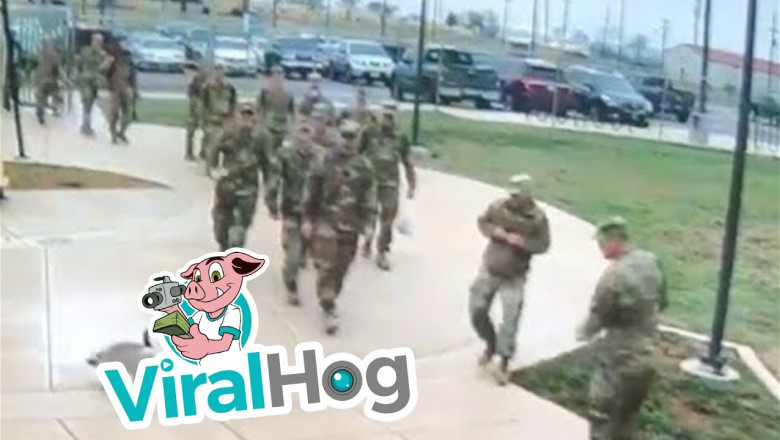 Нападение гуся на солдата 