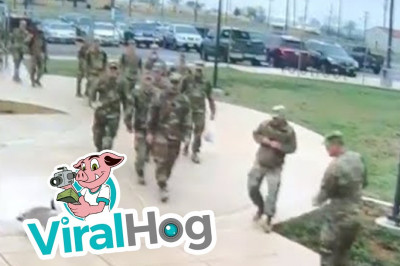 Нападение гуся на солдата 