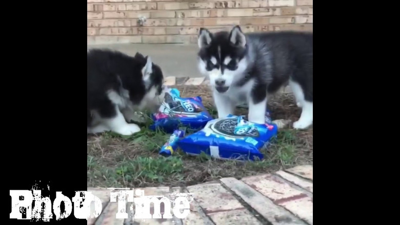 Много позитива от хаски 