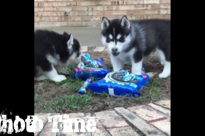 Много позитива от хаски 