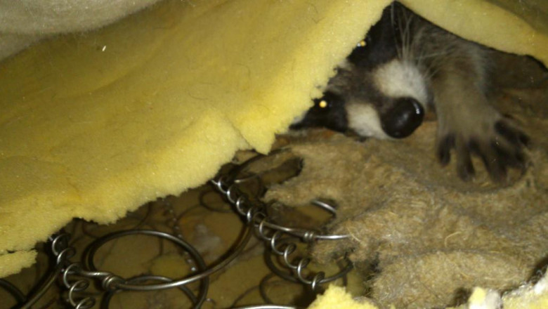 Енот-проказник 