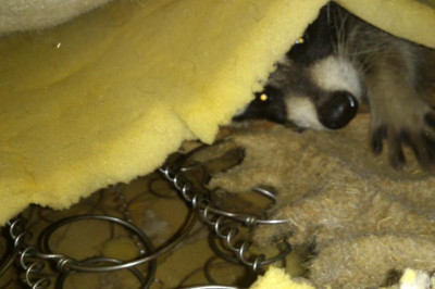 Енот-проказник 