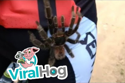 Паук хотел прокатиться 