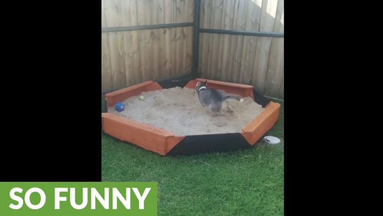 Как щенок хаски реагирует на сюрприз 