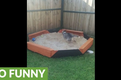 Как щенок хаски реагирует на сюрприз 