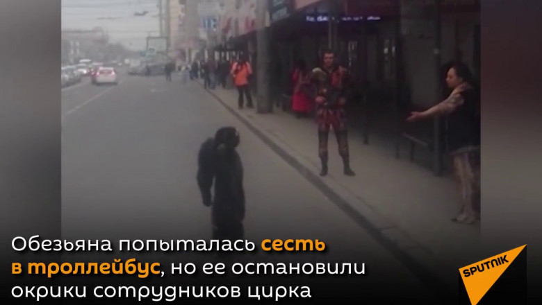 Сбежавший шимпанзе 