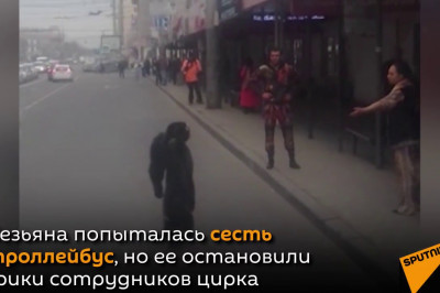 Сбежавший шимпанзе 