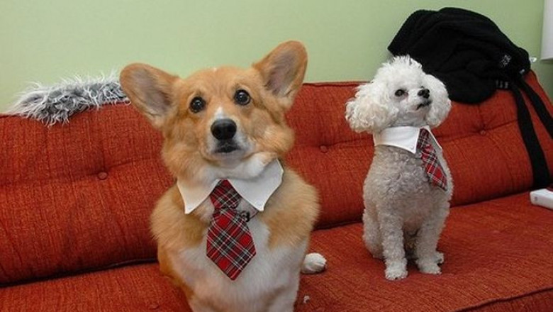 Смешные щенки и собаки 