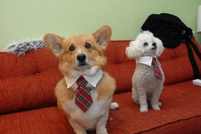 Смешные щенки и собаки 