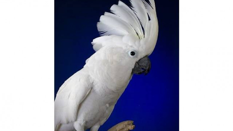 Заводной попугай  