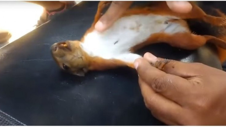 Спасение белочки 