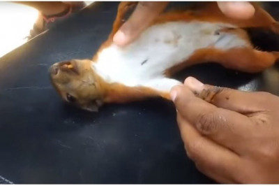 Спасение белочки 