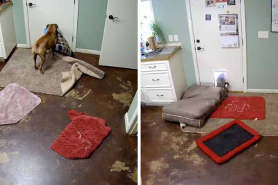 Сообразительная собака по кличке Белла 