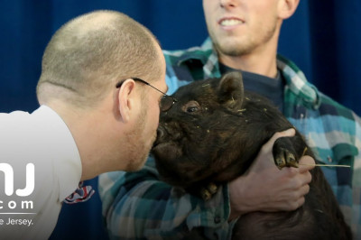 Поцелуй свинью !