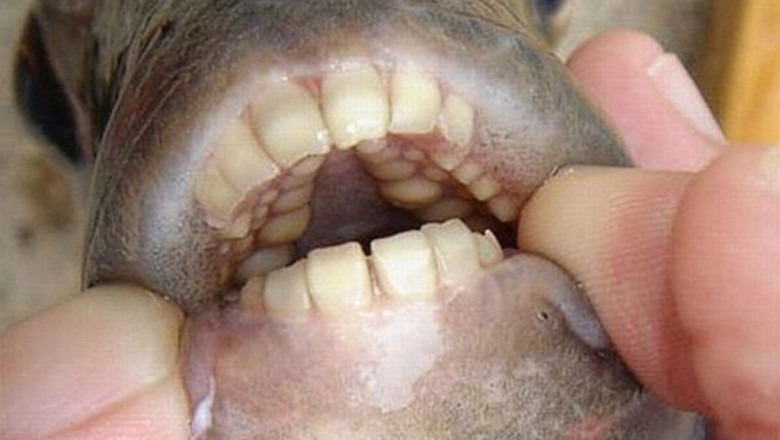 Рыба с человеческими зубами 