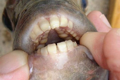 Рыба с человеческими зубами 