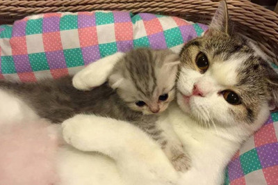  Коты и котята  