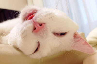 Приятный сон 