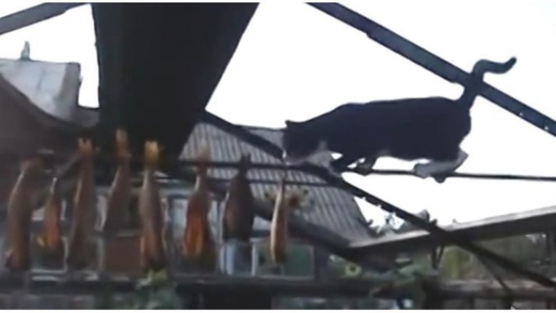 Кот-эквилибрист 