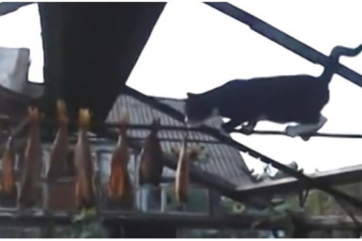 Кот-эквилибрист 