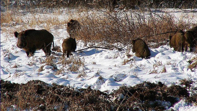 Рыбаки и нежданные "гости"