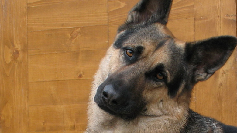 Неудачный собачий день 