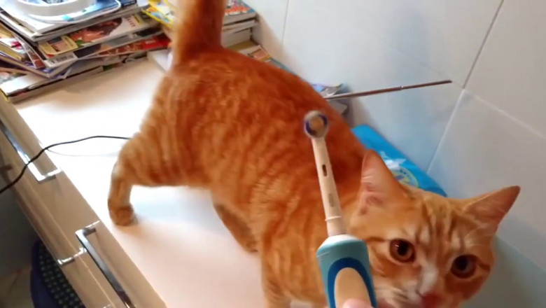 Кайф от электрической зубной щётки 