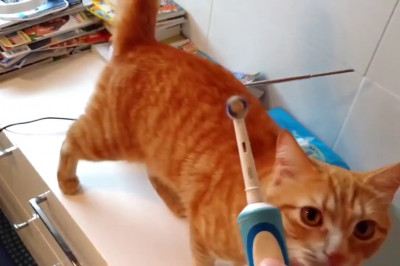 Кайф от электрической зубной щётки 