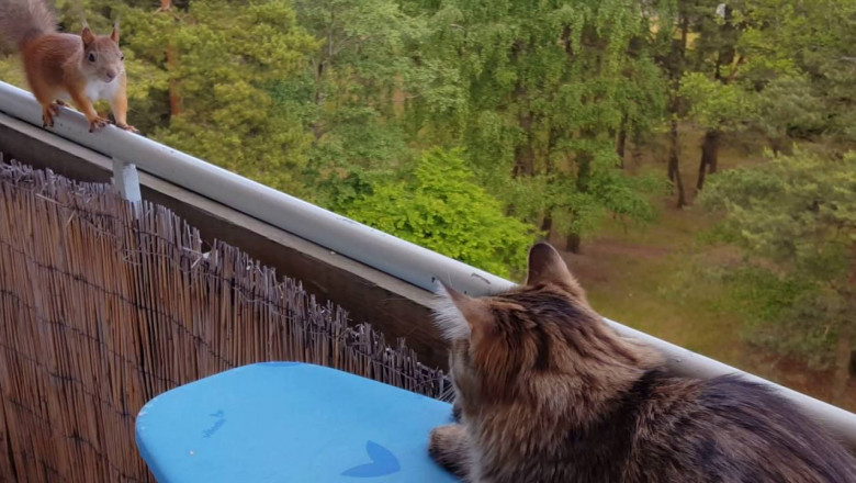 Белка и кот