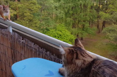 Белка и кот