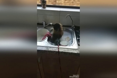 Обезьянка - хозяюшка 