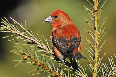 Как-то писали диктант по-русскому 