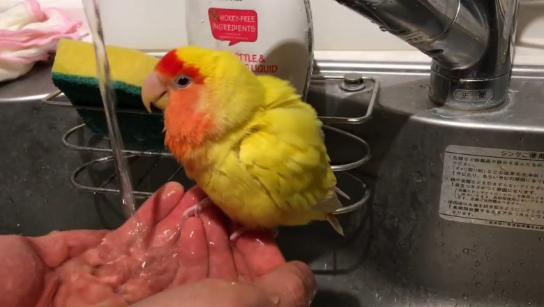 Весёленькие попугайчики 