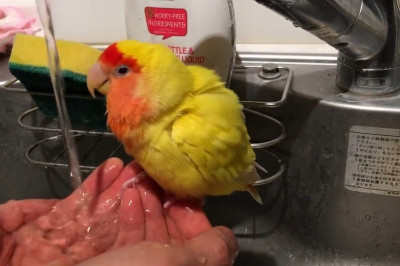 Весёленькие попугайчики 