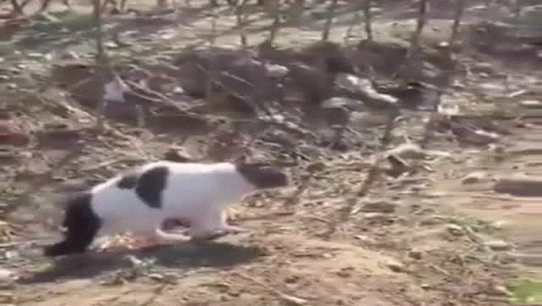 Нападение на собаку 