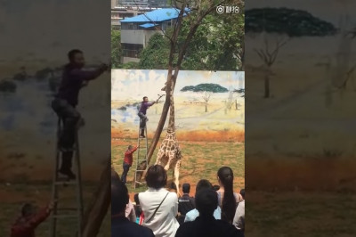 Нелепая смерть 